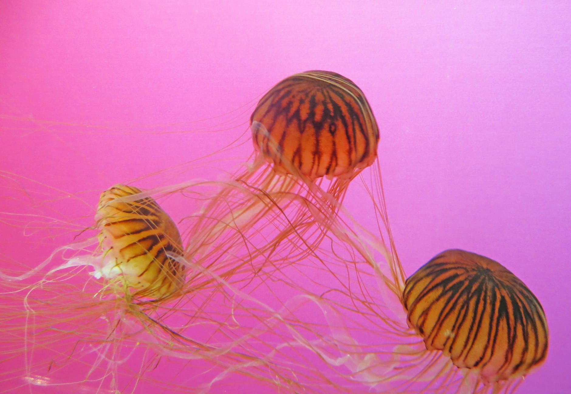 three brown and black jellyfishes