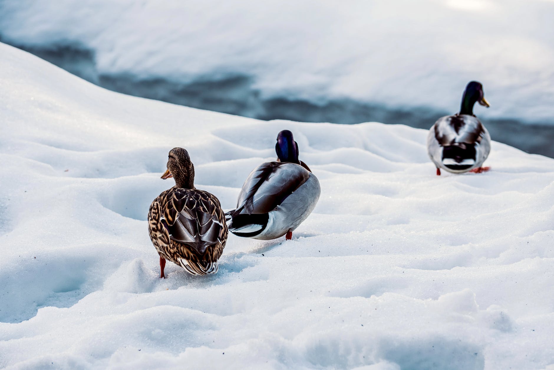 drakes and duck walking on snowy river shore